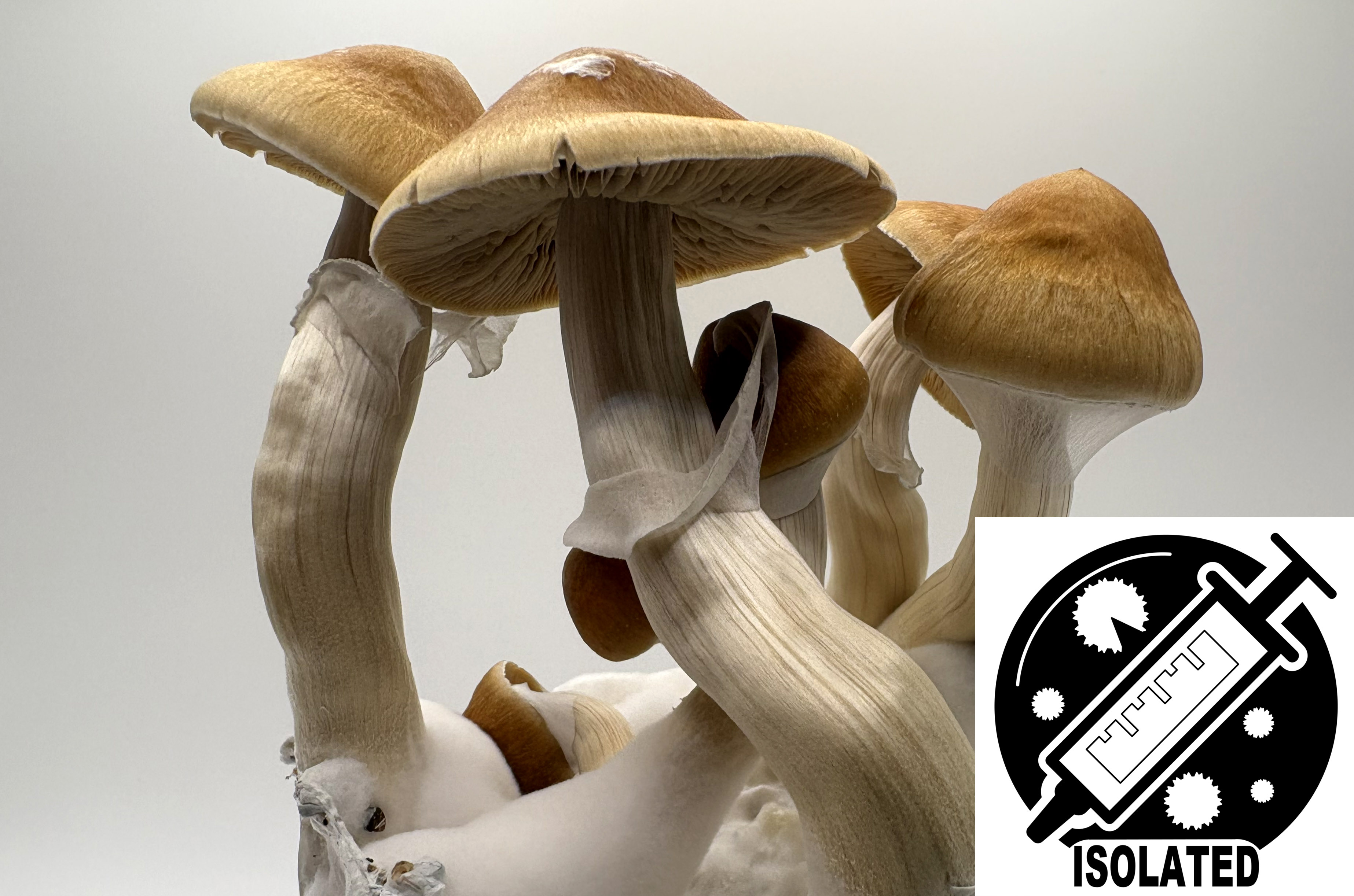 MONTHLY FEATURE: Psilocybe cubensis : Escondido Spore Isolate Syringe